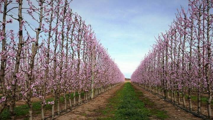 fruticultura-el-huerto-del-futuro-2|fruticultura-Iglesias|futicultura-maquinaria|fruticultura-mecaniz|fruticultura-intensificación